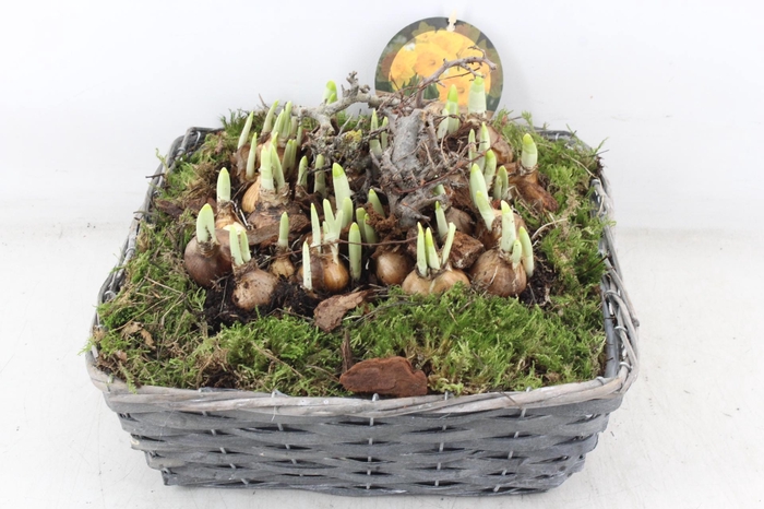 <h4>arr4 Narcis PL - Mand 4kant naturel XL</h4>