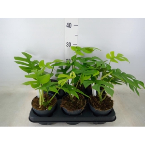 Monstera delic. 'Little Sister'