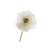 Papaver Double Cream