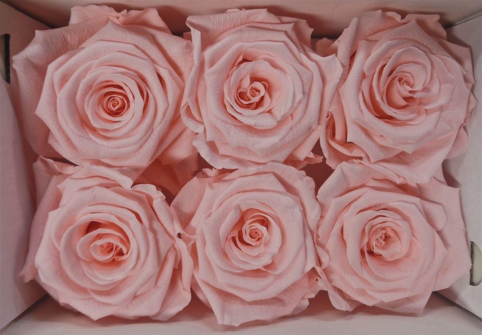 Ro Pres Classic Pink Soft