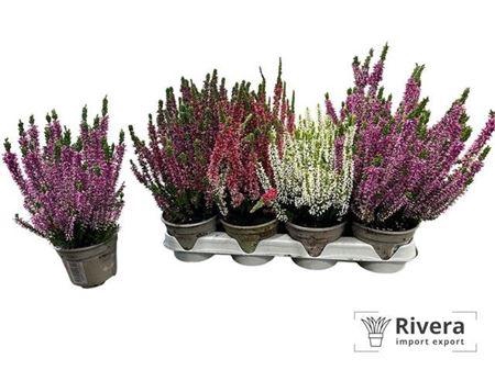 <h4>Calluna Garden Girl Mix</h4>