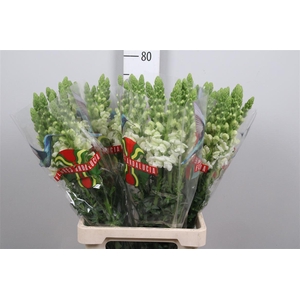 Antir Poto Earl Whit