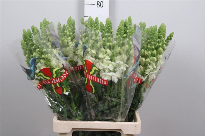 <h4>Antir Poto Earl Whit</h4>