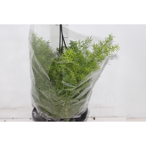 ASPARGO ALFINETE C21