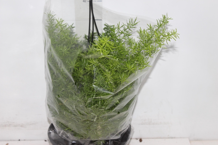 <h4>ASPARGO ALFINETE C21</h4>