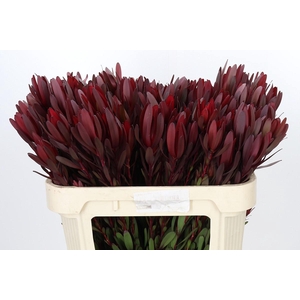 Leucadendron Saf Sunset Dark R.Spray
