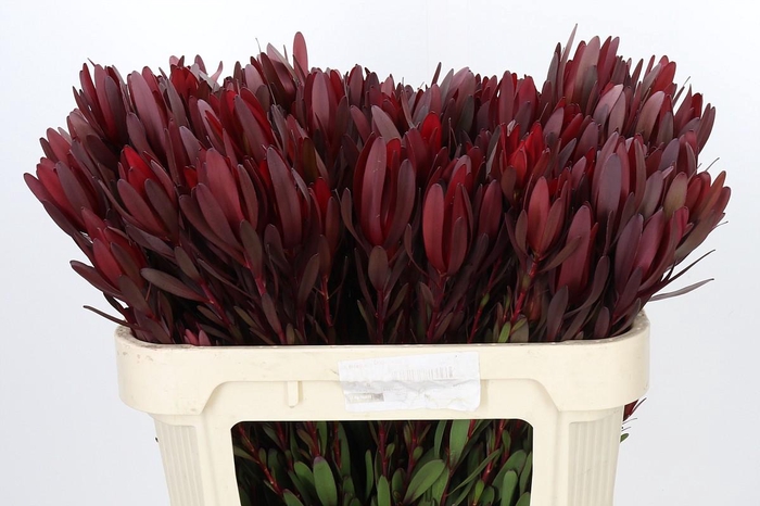 <h4>Leucadendron Saf Sunset Dark R.Spray</h4>