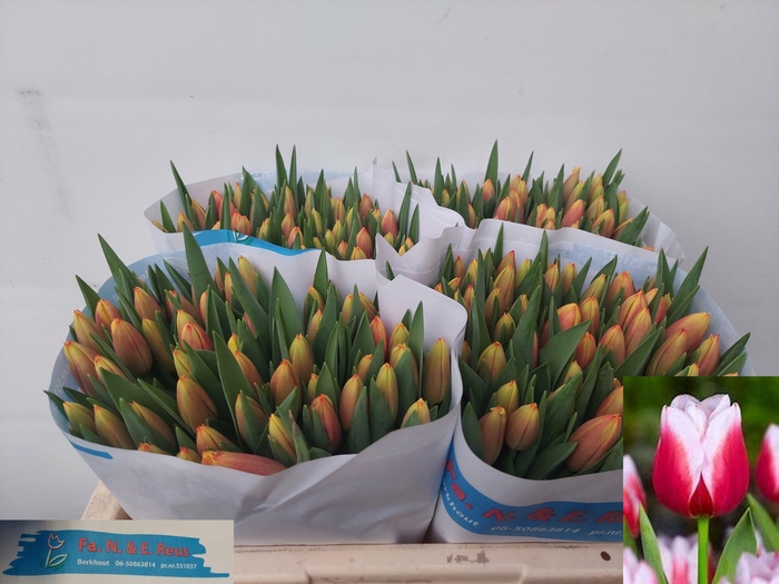 <h4>TU EN LEEN VD MARK</h4>