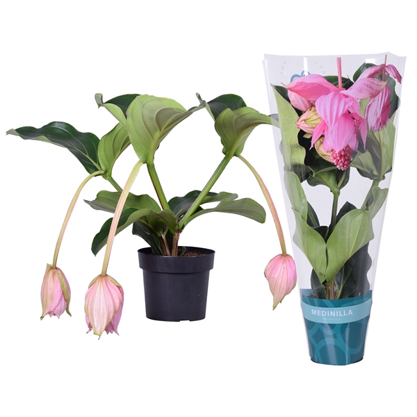 <h4>Medinilla Magnifica 2 etage 3 knop in exclusieve hoes</h4>