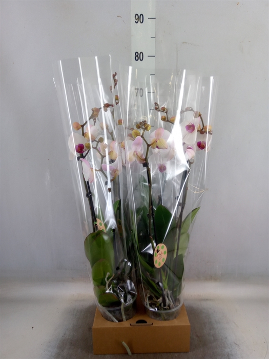 <h4>Phalaenopsis  'Red Lips'</h4>