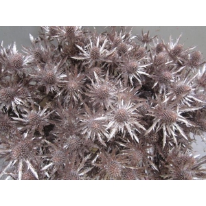 Eryng Orion Champagne / Gl L60