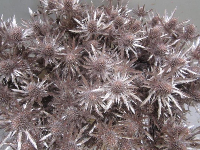 <h4>Eryng Orion Champagne / Gl L60</h4>