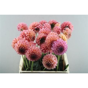 Dahl Lindas Baby