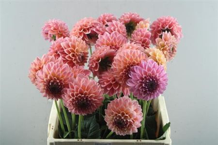 <h4>Dahl Lindas Baby</h4>