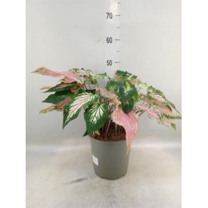 Caladium   ...