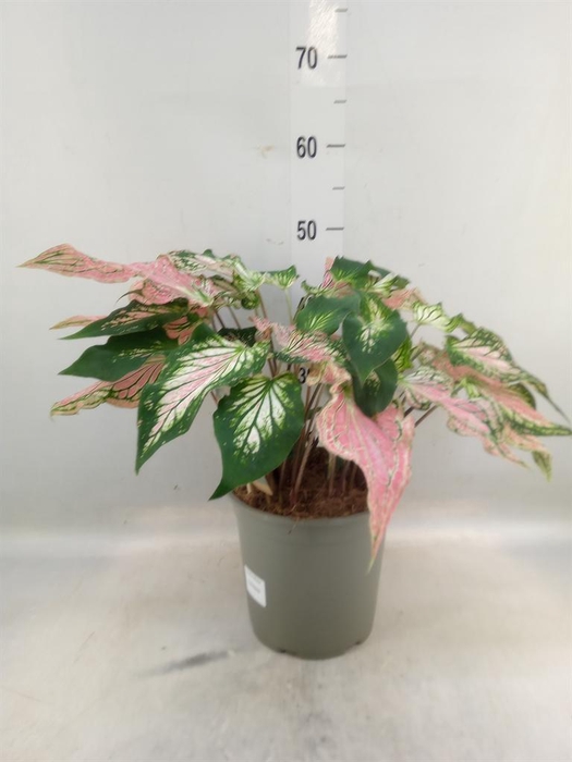 <h4>Caladium   ...</h4>