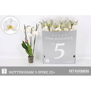 PHAL AN NOTTINGHAM