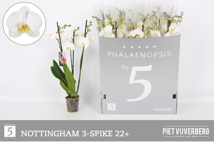<h4>PHAL AN NOTTINGHAM</h4>