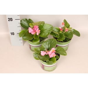 Begonia semp. Dubbel Rose