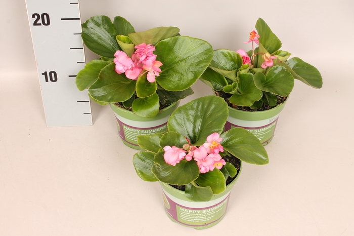 <h4>Begonia semp. Dubbel Rose</h4>