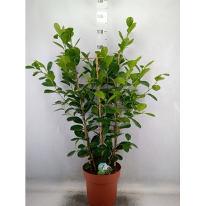 Ficus microcarpa 'Moclame'