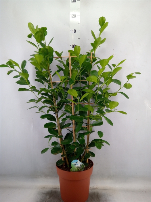 <h4>Ficus microcarpa 'Moclame'</h4>