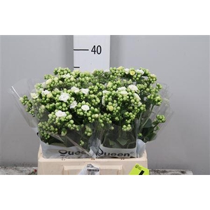 Kal Cryst Whi Meadow