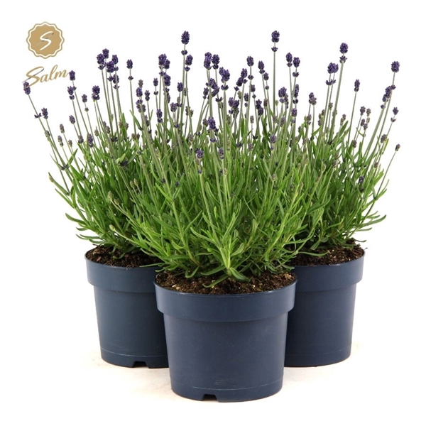 <h4>Lavandula ang. 'Felice'® Collection P15</h4>