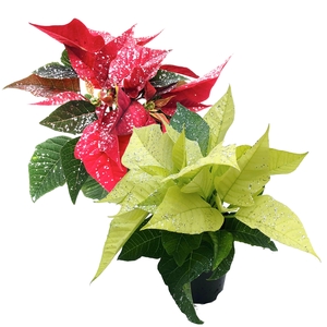 Vertakt mix tray met glitter zilver