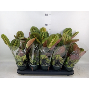 Maranta leuc. 'Fascinator'