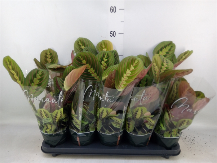 <h4>Maranta leuc. 'Fascinator'</h4>