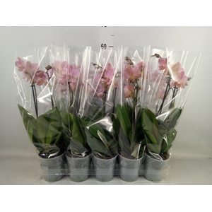 Phalaenopsis multi. 'Ant Treviso'