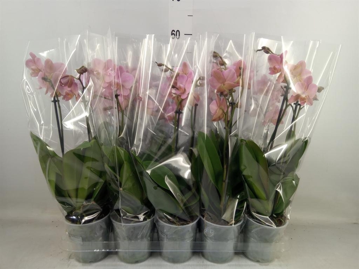 <h4>Phalaenopsis multi. 'Ant Treviso'</h4>