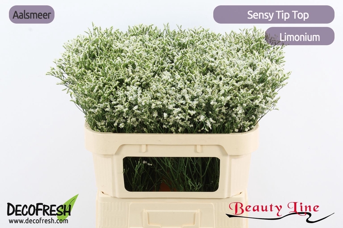 <h4>LIM SIN SEN TIP TOP</h4>