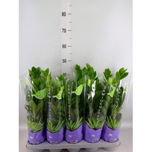 Zamioculcas zamiifolia