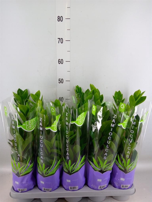 <h4>Zamioculcas zamiifolia</h4>