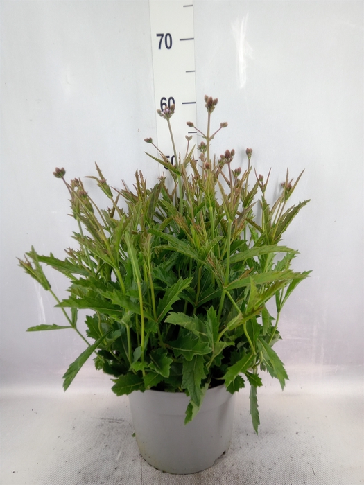 <h4>Verbena rigida</h4>