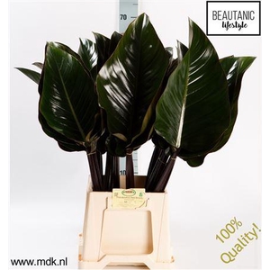 Philodendron Red Beauty