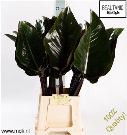 <h4>Philodendron Red Beauty</h4>