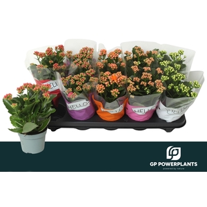 KAL GE PERF GEM 5 KL