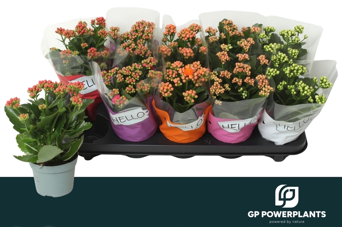 <h4>KAL GE PERF GEM 5 KL</h4>