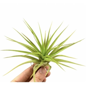 tillandsia multiflora