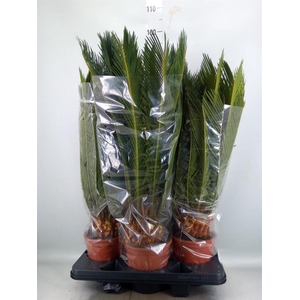 Cycas revoluta