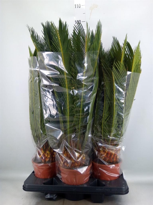 <h4>Cycas revoluta</h4>