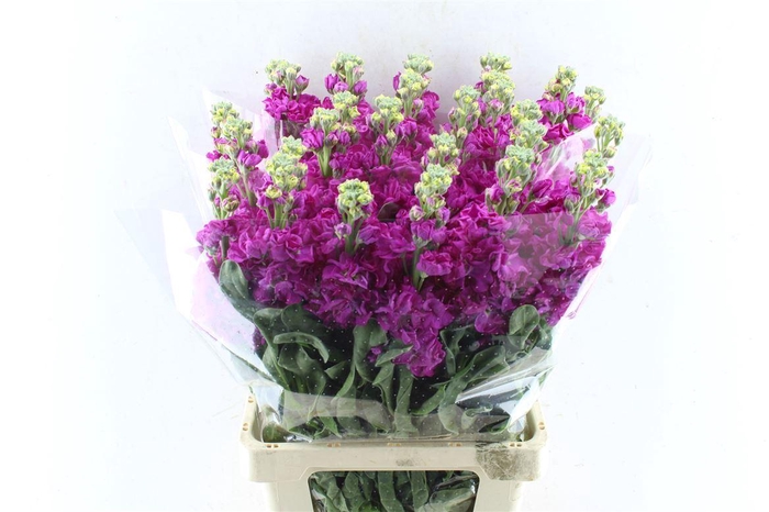 <h4>Matth Iron Hotpink</h4>