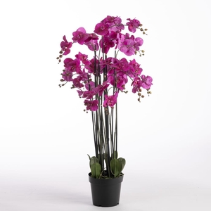 AF Orchid x11 in pot H132cm Pu