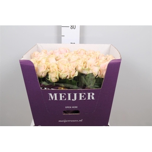 R Gr Pearl Avalanch+