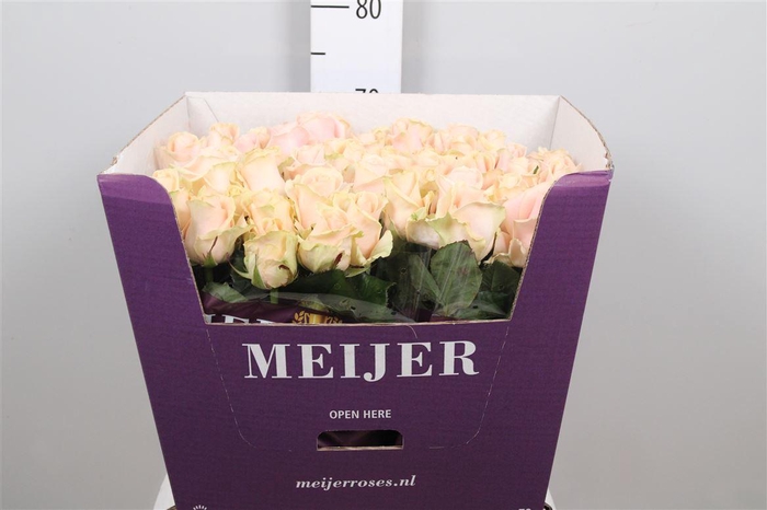 <h4>R Gr Pearl Avalanch+</h4>