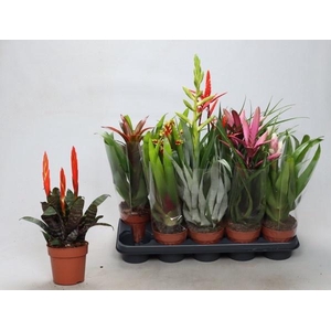 BROMELIA GEM