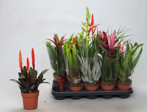 <h4>BROMELIA GEM</h4>
